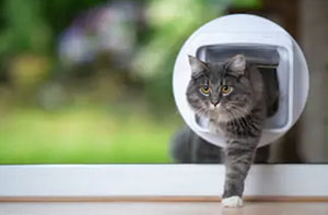 Cat Flap Fitters Corringham Essex